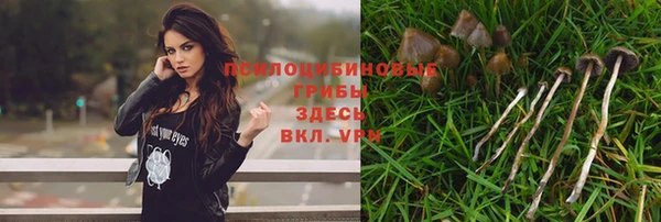 индика Алзамай